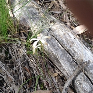 Caladenia ustulata at Point 5820 - 8 Oct 2016