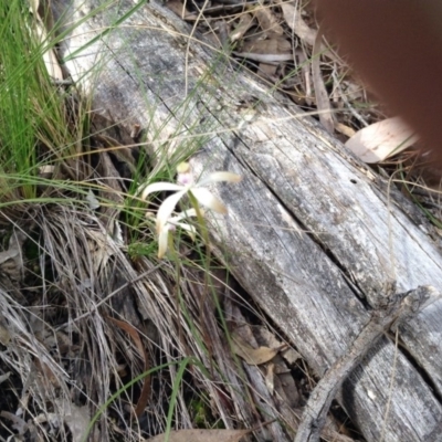 Caladenia ustulata (Brown Caps) at Black Mountain - 8 Oct 2016 by annam