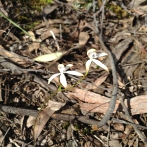 Caladenia ustulata at Point 5820 - suppressed