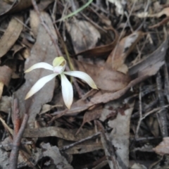 Caladenia ustulata (Brown caps) at Point 5820 - 8 Oct 2016 by annam