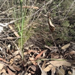 Diuris sp. (A Donkey Orchid) at Point 5820 - 8 Oct 2016 by annam