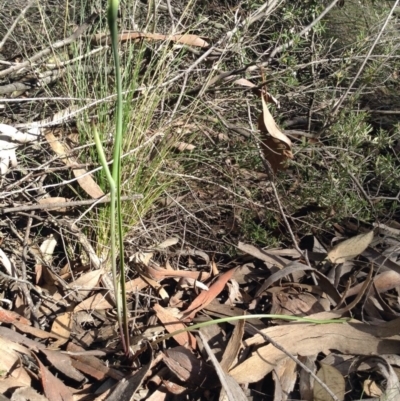 Diuris sp. (A Donkey Orchid) at Black Mountain - 8 Oct 2016 by annam