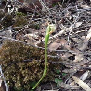 Pterostylis nutans at Undefined Area - suppressed