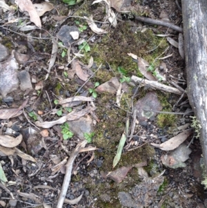 Pterostylis nutans at Undefined Area - suppressed