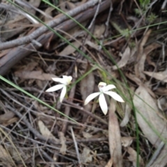 Caladenia ustulata (Brown Caps) at Acton, ACT - 8 Oct 2016 by annam