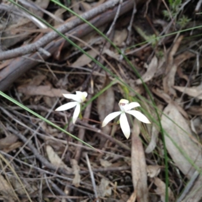 Caladenia ustulata (Brown Caps) at Point 5820 - 8 Oct 2016 by annam