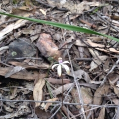 Caladenia ustulata (Brown Caps) at Black Mountain - 8 Oct 2016 by annam