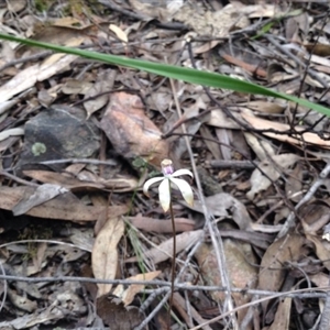 Caladenia ustulata at Point 5820 - suppressed