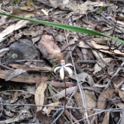 Caladenia ustulata (Brown Caps) at Point 5820 - 8 Oct 2016 by annam