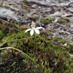 Caladenia carnea (Pink Fingers) at Black Mountain - 8 Oct 2016 by annam
