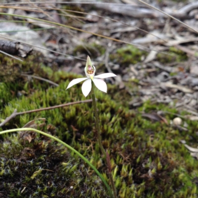 Caladenia carnea (Pink Fingers) at Point 5820 - 8 Oct 2016 by annam