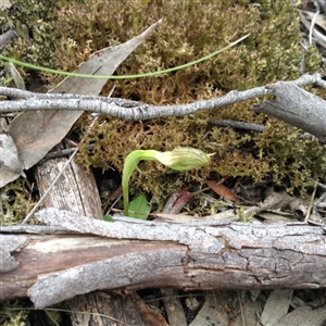 Pterostylis nutans at Point 5820 - 8 Oct 2016