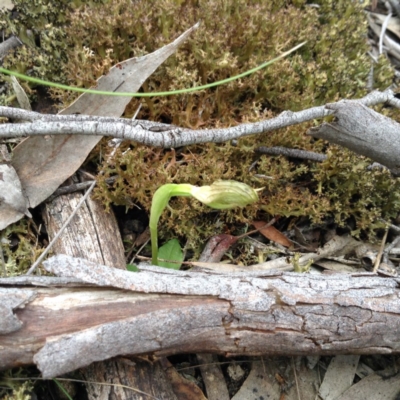 Pterostylis nutans (Nodding Greenhood) at Point 5820 - 8 Oct 2016 by annam
