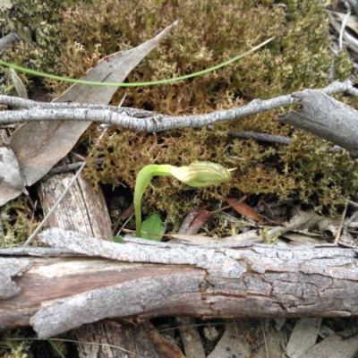 Pterostylis nutans (Nodding Greenhood) at Black Mountain - 8 Oct 2016 by annam