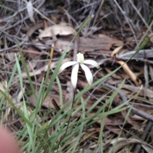 Caladenia ustulata at Canberra Central, ACT - suppressed