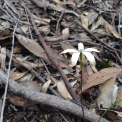 Caladenia ustulata (Brown Caps) at Black Mountain - 8 Oct 2016 by annam