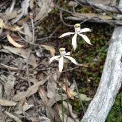 Caladenia ustulata (Brown Caps) at Point 5820 - 8 Oct 2016 by annam