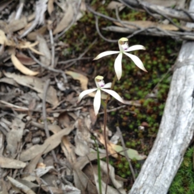 Caladenia ustulata (Brown Caps) at Point 5820 - 8 Oct 2016 by annam