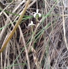 Caladenia ustulata (Brown Caps) at Point 5820 - 8 Oct 2016 by annam