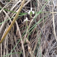 Caladenia ustulata (Brown Caps) at Acton, ACT - 8 Oct 2016 by annam