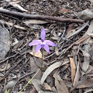 Glossodia major at Point 5820 - suppressed