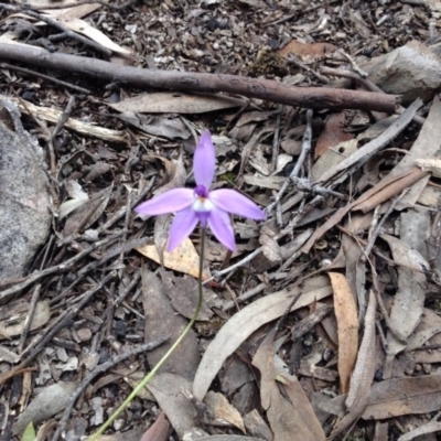 Glossodia major (Wax Lip Orchid) at Point 5820 - 8 Oct 2016 by annam