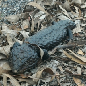 Tiliqua rugosa at Forde, ACT - 9 Oct 2016