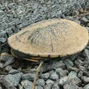 Chelodina longicollis at Gungahlin, ACT - 9 Oct 2016 12:49 PM