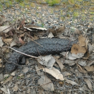 Tiliqua rugosa at Gungahlin, ACT - 9 Oct 2016