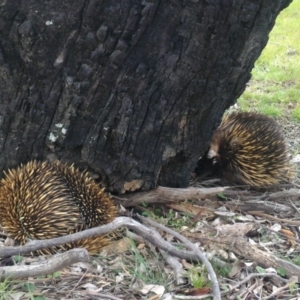 Tachyglossus aculeatus at Gungahlin, ACT - 9 Oct 2016