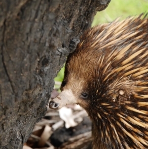 Tachyglossus aculeatus at Gungahlin, ACT - 9 Oct 2016