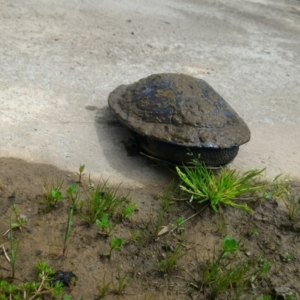 Chelodina longicollis at Gungahlin, ACT - 9 Oct 2016 12:19 PM