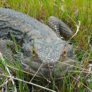 Pogona barbata at Gungahlin, ACT - 9 Oct 2016