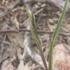 Calochilus sp. (A Beard Orchid) at Black Mountain - 8 Oct 2016 by MattM