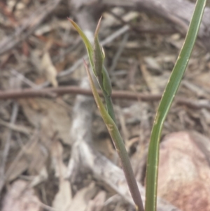 Calochilus sp. at Point 5818 - 8 Oct 2016