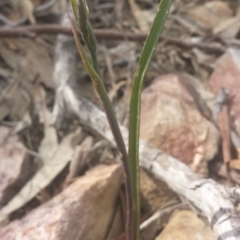 Calochilus sp. at Undefined Area - suppressed