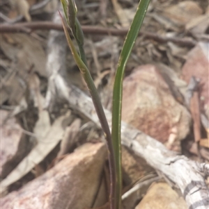 Calochilus sp. at Point 5818 - 8 Oct 2016