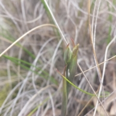 Calochilus sp. at Point 5818 - 8 Oct 2016