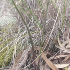 Calochilus sp. at Point 5818 - 8 Oct 2016