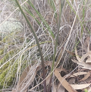 Calochilus sp. at Undefined Area - suppressed