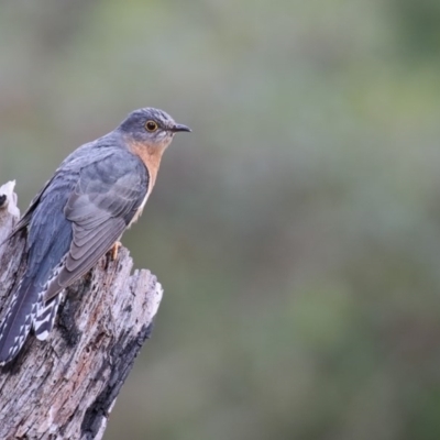 Cacomantis flabelliformis (Fan-tailed Cuckoo) at Bournda, NSW - 9 Oct 2016 by Leo