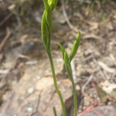 Diuris sp. (A Donkey Orchid) at Molonglo Valley, ACT - 8 Oct 2016 by MattM