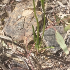 Diuris sp. at Point 5818 - 8 Oct 2016