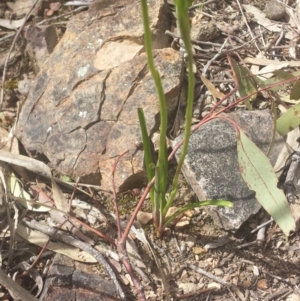 Diuris sp. at Point 5818 - suppressed