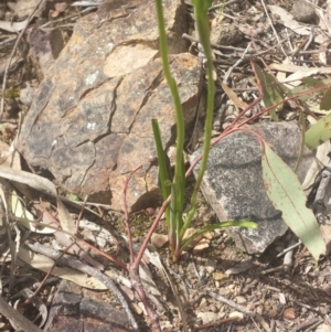Diuris sp. at Canberra Central, ACT - 8 Oct 2016