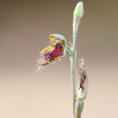 Calochilus robertsonii (Beard Orchid) at Bournda, NSW - 9 Oct 2016 by Leo