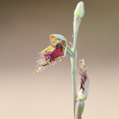 Calochilus robertsonii (Beard Orchid) at Bournda, NSW - 8 Oct 2016 by Leo