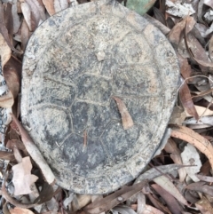 Chelodina longicollis (Eastern Long-necked Turtle) at Gungahlin, ACT - 9 Oct 2016 by CedricBear