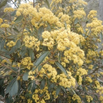 Pomaderris intermedia (Golden Pomaderris) at Canberra Central, ACT - 9 Oct 2016 by MichaelMulvaney