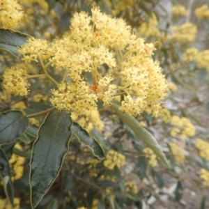 Pomaderris intermedia at Canberra Central, ACT - 9 Oct 2016